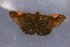 Sphacelodes vulneraria