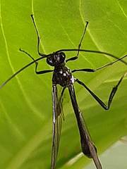 Pelecinus polyturator
