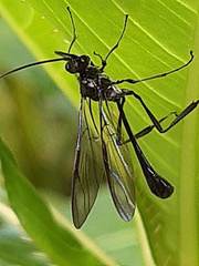 Pelecinus polyturator