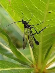 Pelecinus polyturator
