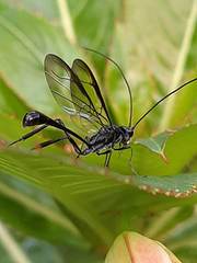 Pelecinus polyturator