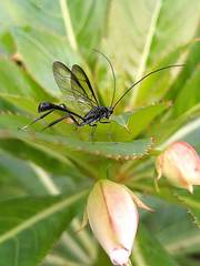 Pelecinus polyturator
