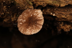 Pluteus seticeps