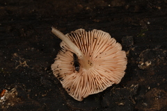 Pluteus seticeps