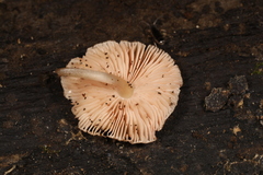 Pluteus seticeps