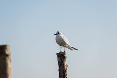 Chroicocephalus ridibundus