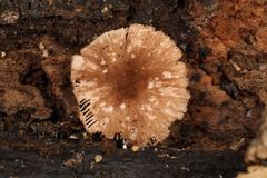 Pluteus seticeps