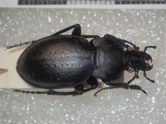 Carabus hungaricus