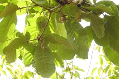 Quercus purulhana