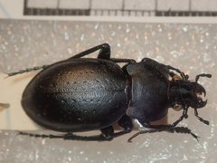 Carabus hungaricus