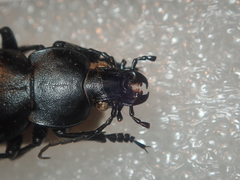 Carabus hungaricus