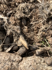 Trox gemmulatus