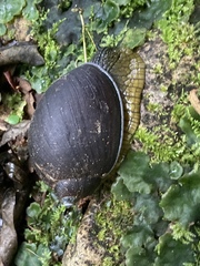 Plekocheilus jimenezi