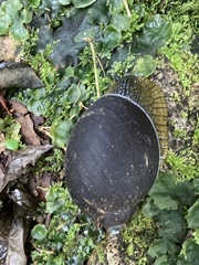 Plekocheilus jimenezi