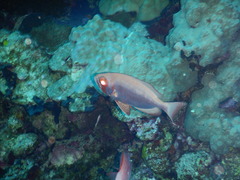 Priacanthus
