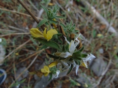 Tetramerium glandulosum