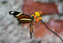 Heliconius ethilla