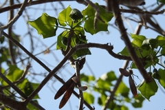 Gyrocarpus mocinoi