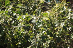 Petalostigma pubescens