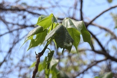 Gyrocarpus mocinoi