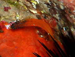 Microlipophrys nigriceps