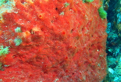 Phorbas fictitius