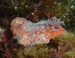 Platydoris argo