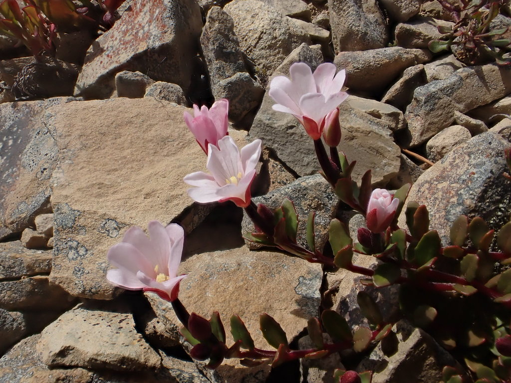 Epilobium krulleanum
