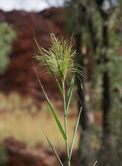 Phragmites karka