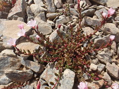 Epilobium krulleanum