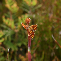 Chrysolarentia chrysocyma