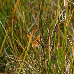 Chrysolarentia chrysocyma