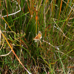 Chrysolarentia chrysocyma