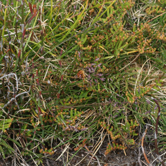 Chrysolarentia chrysocyma