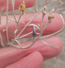 Asteromyia chrysothamni