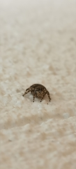 Salticidae