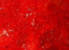 Phorbas fictitius