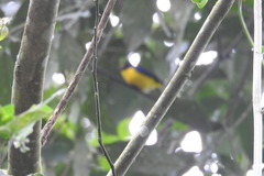 Euphonia hirundinacea