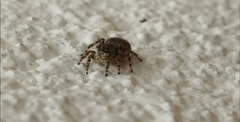Salticidae