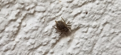 Salticidae