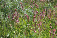 Geum triflorum ciliatum