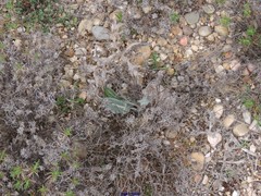 Leuzea conifera