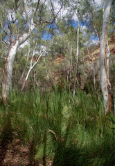 Phragmites karka