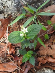 Spigelia humboldtiana