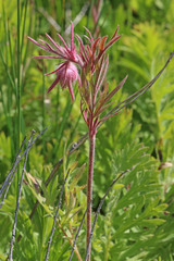 Geum triflorum ciliatum