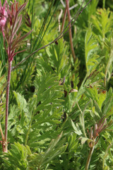Geum triflorum ciliatum
