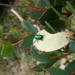 Diphucephala colaspidoides