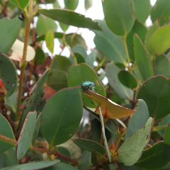 Diphucephala colaspidoides