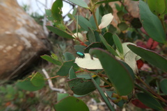 Diphucephala colaspidoides