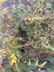 Lygodium japonicum